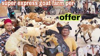 Today there is a lot of cheap quality goat meat available at super express goat farm in Guntur Ma...