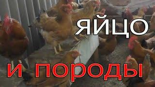 Инкубационное яйцо и породы кур | Породы кур в нашем хозяйстве