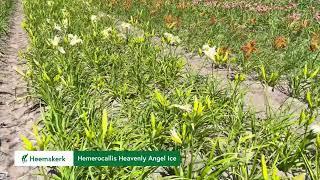 Hemerocallis Heavenly Angel Ice