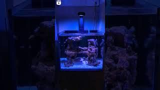 The $99 Reef Tank Light Taking The World By Storm Illumagic Pixel