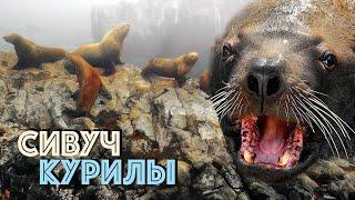 Морской лев СИВУЧ - энциклопедия Курил | Film Studio Aves