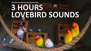 3 Hours Lovebirds Sounds - Inspecting New Nestboxes - May 2020