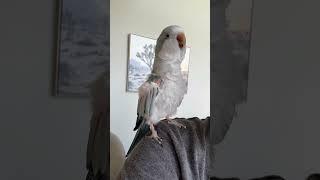 Tippy taps and whisper bacon  #rescue #birds #parrot #baconpancakes #quakerparrot