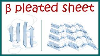 Beta pleated sheet || Secondary structure of protein