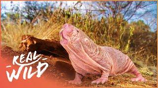 The Wonderfully Weird Naked Mole Rat | The Naked Mole Rat | Real Wild