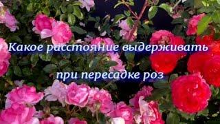 Какое расстояние выдерживать при пересадке роз. Питомник растений Е. Иващенко