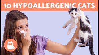 10 CAT BREEDS for PEOPLE With ALLERGIES  Hypoallergenic Cats