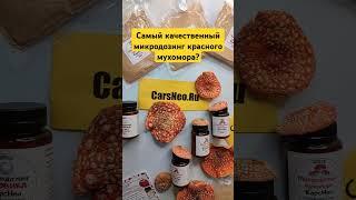 Самый качественный микродозинг красного мухомора? #микродозингмухомора #ежовик