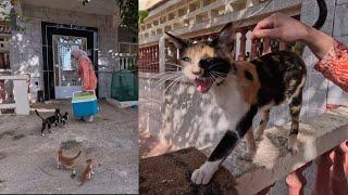 Mama cat tells her kittens that food is coming every time she sees us.