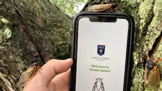 Cicada Safari with Dr. Gene Kritski!