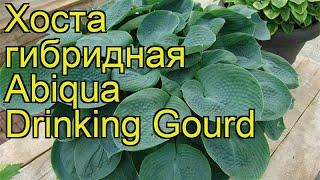 Хоста гибридная Абиква Дринкинг Гуард. Краткий обзор, описание hosta hybrida Abiqua Drinking Gourd