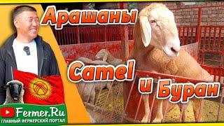 Буран, Camel и другие арашаны из хозяйства Паншера. Кыргызстан.