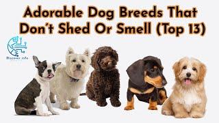 Adorable Dog Breeds That Don’t Shed Or Smell Top 13 | Discover Info