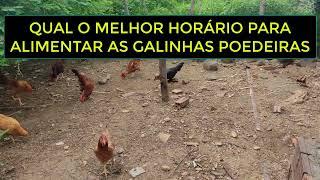 QUAL O MELHOR HORÁRIO PARA ALIMENTAR AS GALINHAS POEDEIRAS