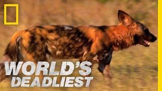 Killer Caretakers: Painted Dogs | World's Deadliest