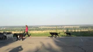 Tiraspol Moldova Transnistria Village Life many goats block road in Transnistria village