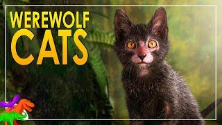 Lykoi – The Werewolf Cat