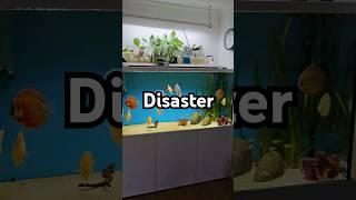 The Mysterious Deaths of Discus Fish