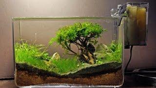 How to grow : Moss trees