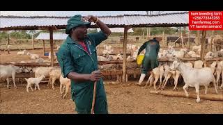 how to feed animals on zero grazing by hamiisi semanda +256773343283