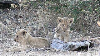 Adorable lion cubs play at den site