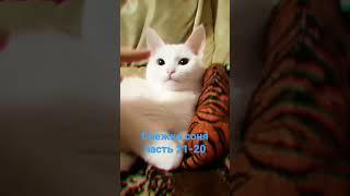 #снежка #кошка #мяу #славаукраїні