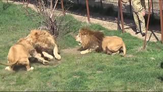 Male lions fighting in Taigan Lion Park