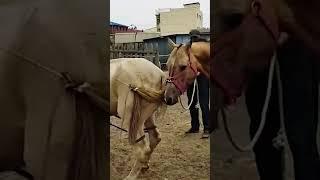 What is going on with this horse 545