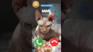 Mimi cat is Calling! #viralvideokids #catshorts #kidsshorts #funnycat #cutekitten #yt #shortshumor