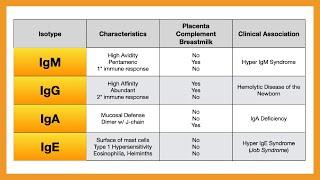 Antibody Isotypes (IgM, IgG, IgA, IgE, IgD)