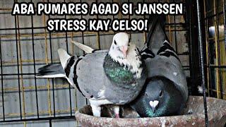 JANSSEN STRESS PUMARES KAY CELSO