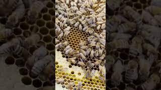 Bees emerging and queen back to laying #bee #beehive