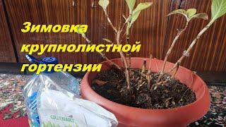 Зимовка крупнолистной гортензии в неотапливаемом доме: эксперимент начался)