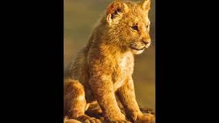 SINGA | Lion |
