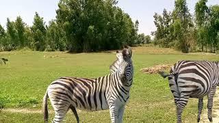 Zebra mating. animal videos