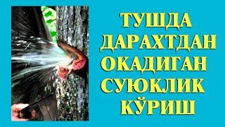 Туш табири - Тушда дарахтдан окадиган суюклик куриш