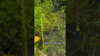 Мечта Рыбака  #zelimfishing #fishing #рыбалканаозере #carpfishing