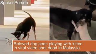 Beloved dog seen playing with kitten in viral video shot dead in Malaysia