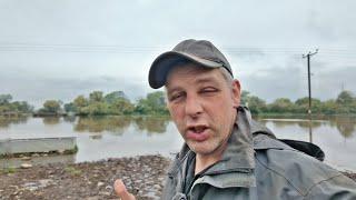 COWS IN DUE TO THE FLOODS