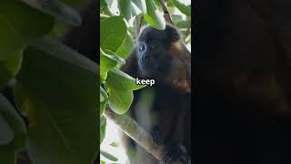 The Roar of the Jungle: Howler Monkeys