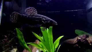 Gold Wolf Fish & Black Wolf Fish feature Video