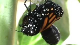 Monarch Butterfly Emerging From Chrysalis