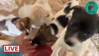 Eve and her puppies  a beautiful family   - Takis Shelter