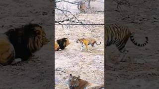 when a lion and a tiger meet!!!