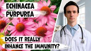 Echinacea purpurea. Does it really enhance the immune system?