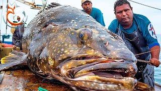 Giant Grouper Processing, How master chef processes a grouper worth over $100,000-Processing Factory