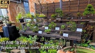 Japanese Bonsai store 'SEIKOU-EN' in Ikebukuro March 2024 ~清香園 池袋店~  [4K HDR]