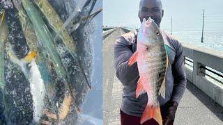 LIVE BAIT CAUGHT on FL Keys Bridge catches KEEPER MUTTON SNAPPER!