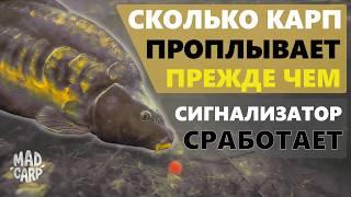 Сколько проплывает карп после поклёвки, прежде чем срабатывает сигнализатор? Реальный тест на воде.