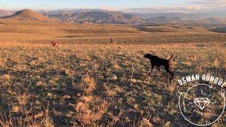 Düz ovada çil keklik avı, freckle partridge hunt